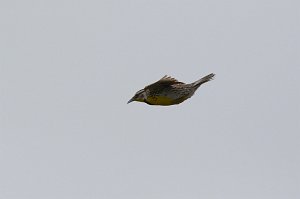 Meadowlark, Western, 2015-05268131 Nebraska